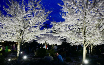 Gresham’s Ebetsu Plaza shines with a ‘Cherry Blossom Glow’